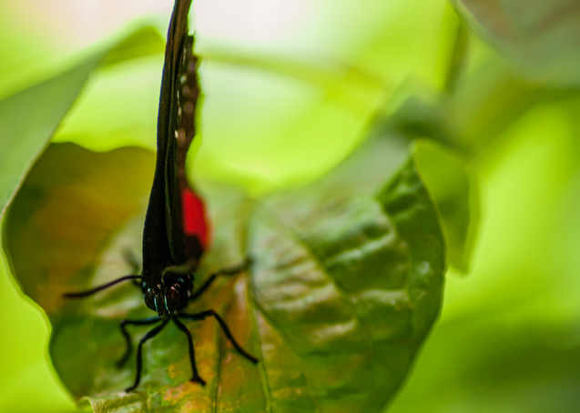 Black And Red Butterfly On Leaf Photography Art | Kathleen Messmer Photography