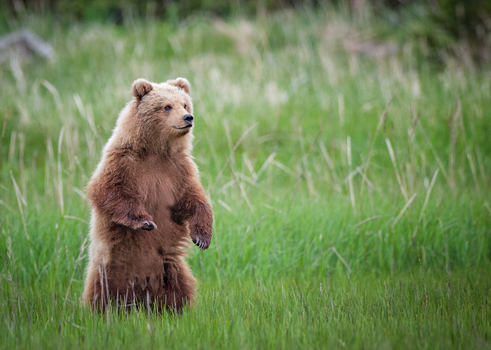 An Alert Standing Brown Bear Cub Art | URSUS NATURE PHOTOGRAPHY