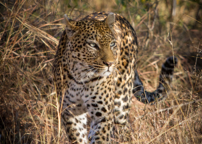 Female leopard emerging from brush