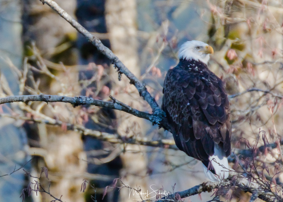 These images were shot during the salmon run along the Nooksack River in Washington State.
