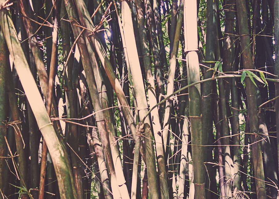 Bamboo Art | jo-graphik