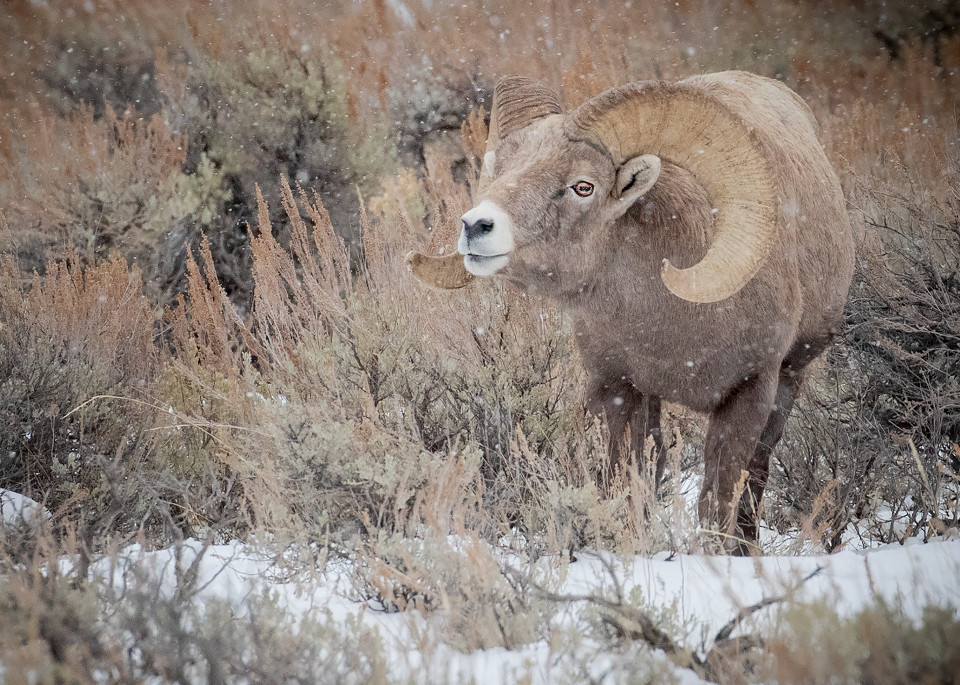 A bighorn ram uses a lip curl to further sense whether these ewes are ready to breed