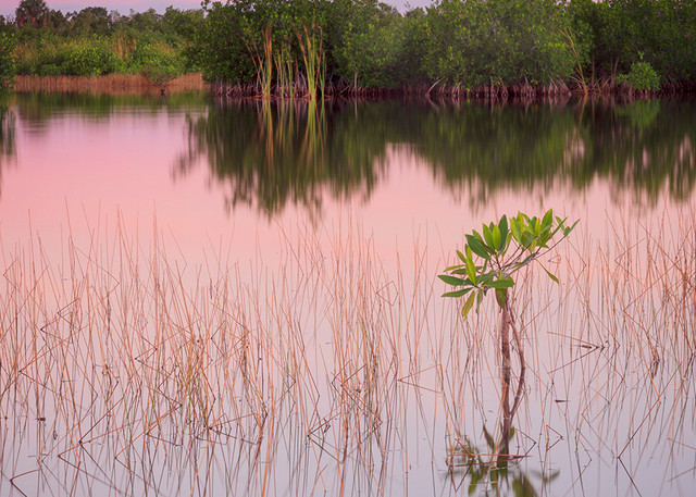 Constance Mier fine art photography from south Florida wilderness areas