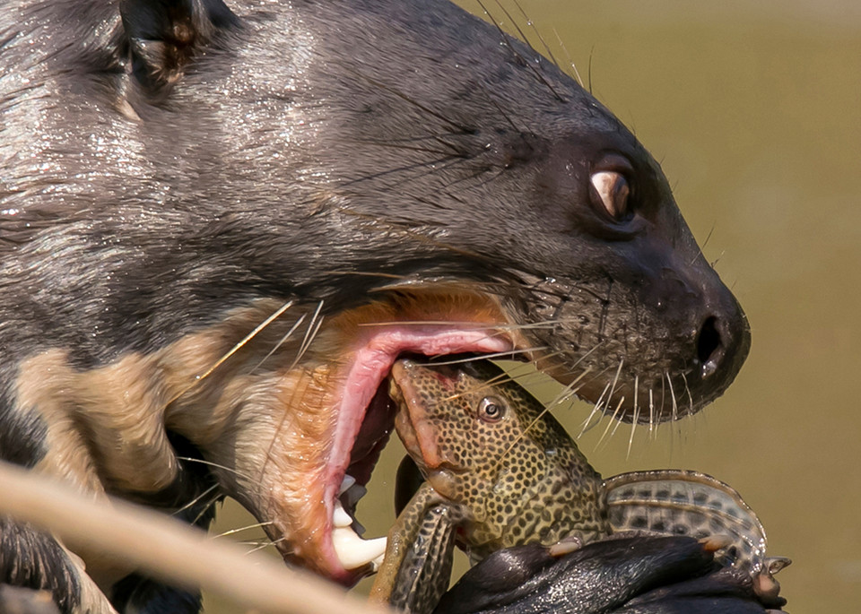 The last moments of a little fish as a giant river otter prepares to dispatch a plecostomus in the Pantanal, Mato Grosso, Brazil.