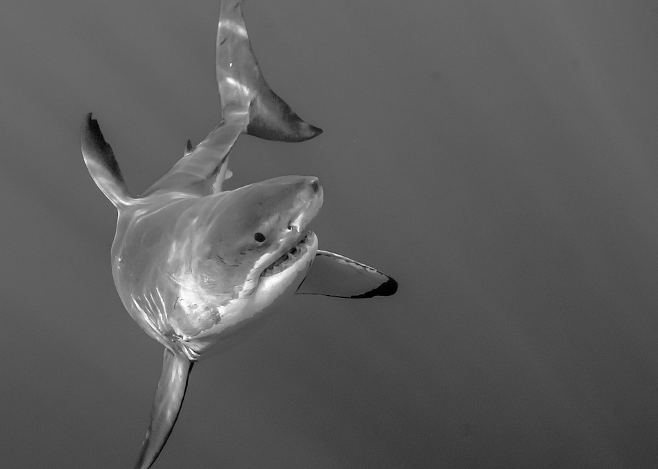 Shark Turning  Photography Art | Aqua Clara Photography