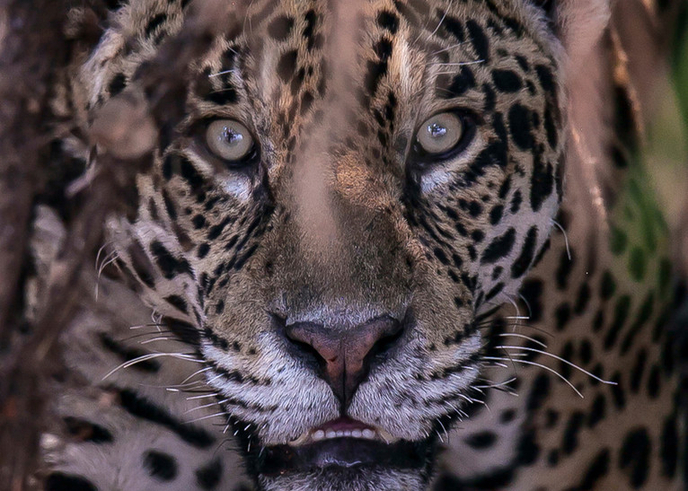 Borro The Jaguar  Photography Art | Aqua Clara Photography