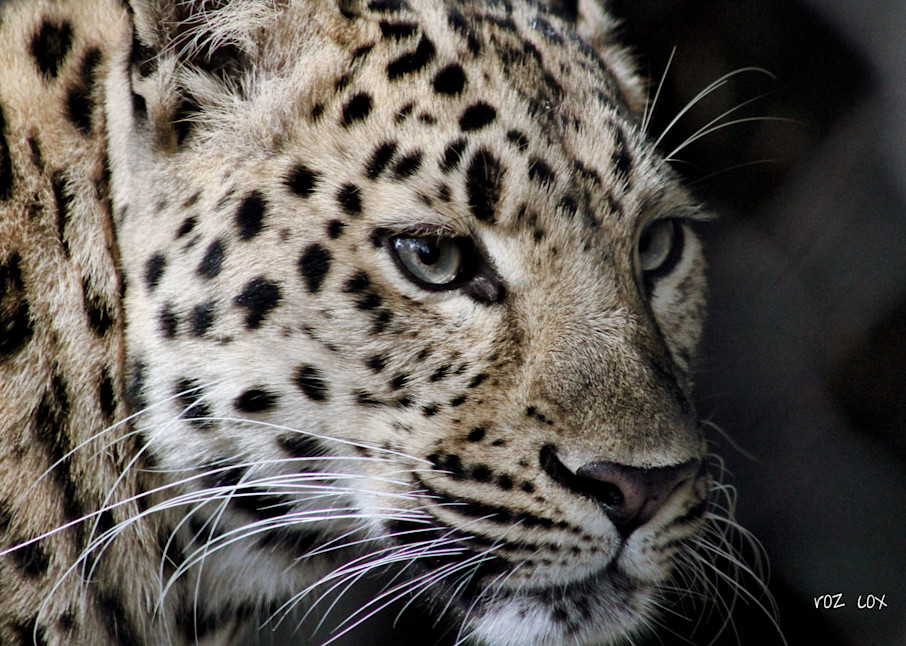 Leopard Audubon Zoo 2 Art | rozcoxosbornephoto.com