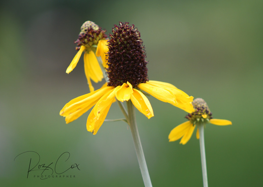 Yellow Corneflower