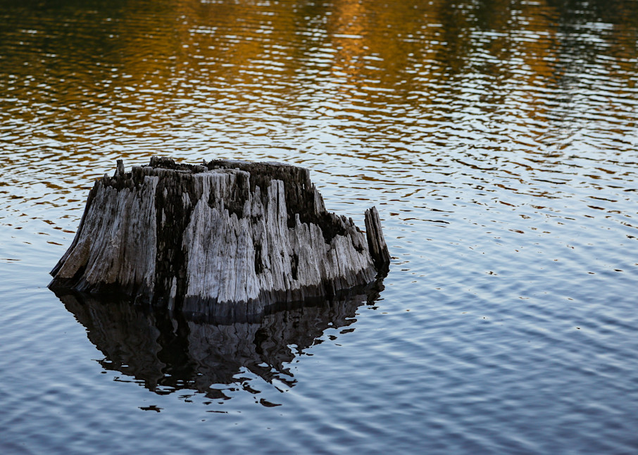 Stump And Reflections, Fish Lake, Oregon Photography Art | Lovere Photography