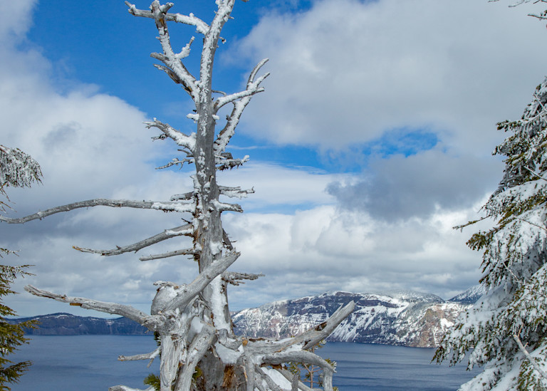 Crater Lake Snag Photography Art | Lovere Photography