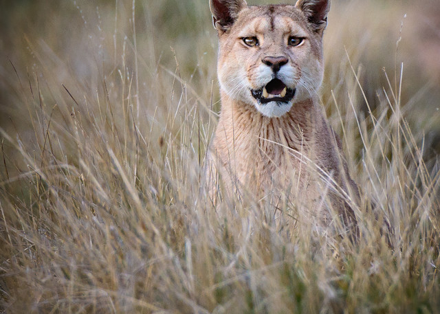 A mountain lion stares at me while seated in the high grass on Southern Chile