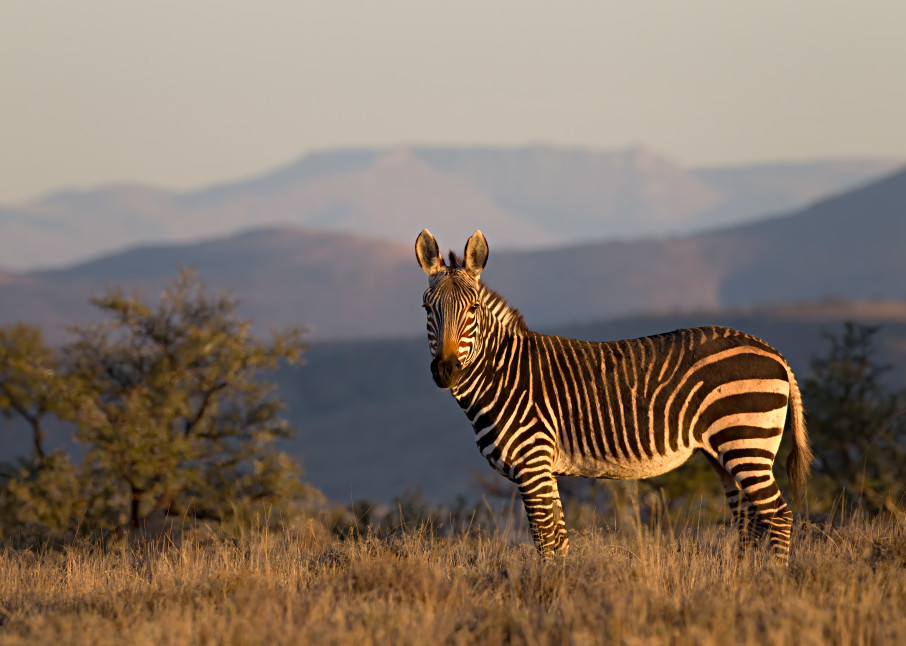 Mountain Zebra at an overlook