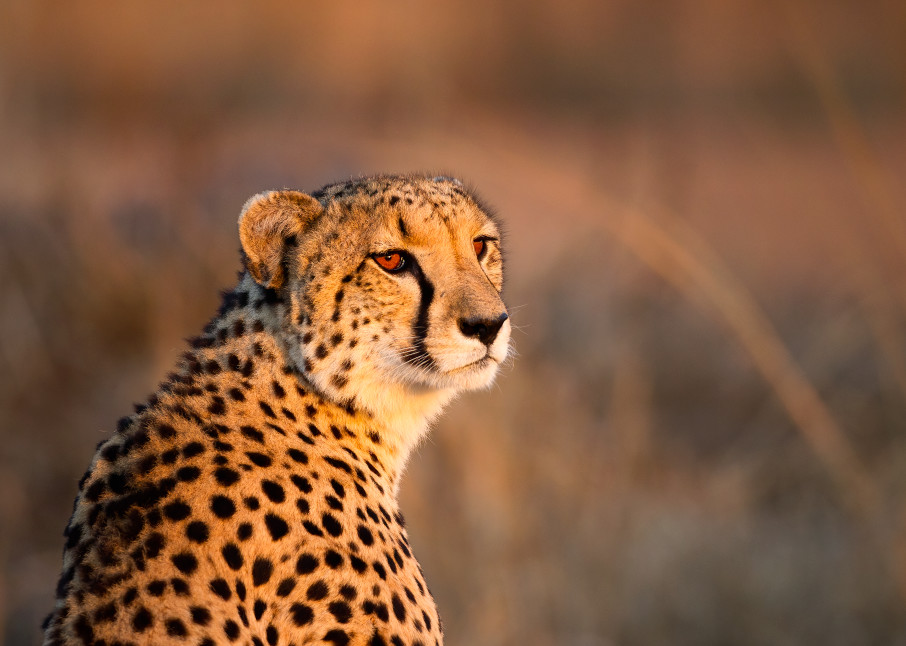Cheetah Portrait red eyes at sunrise