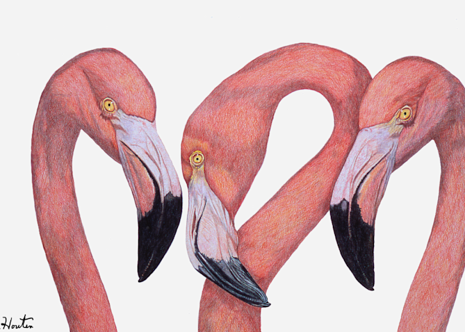 "Flamingo Talk" Fine Art Giclee Print