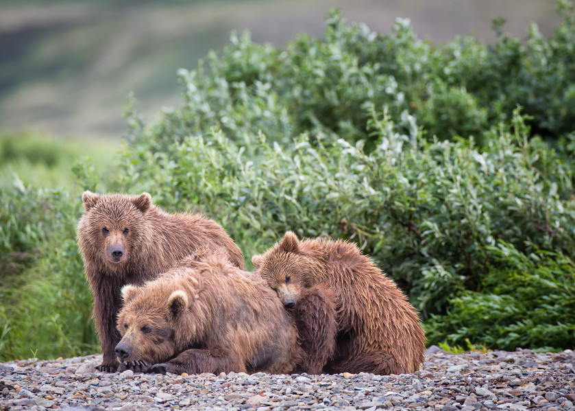 Brown bear Mom w 2 cubs