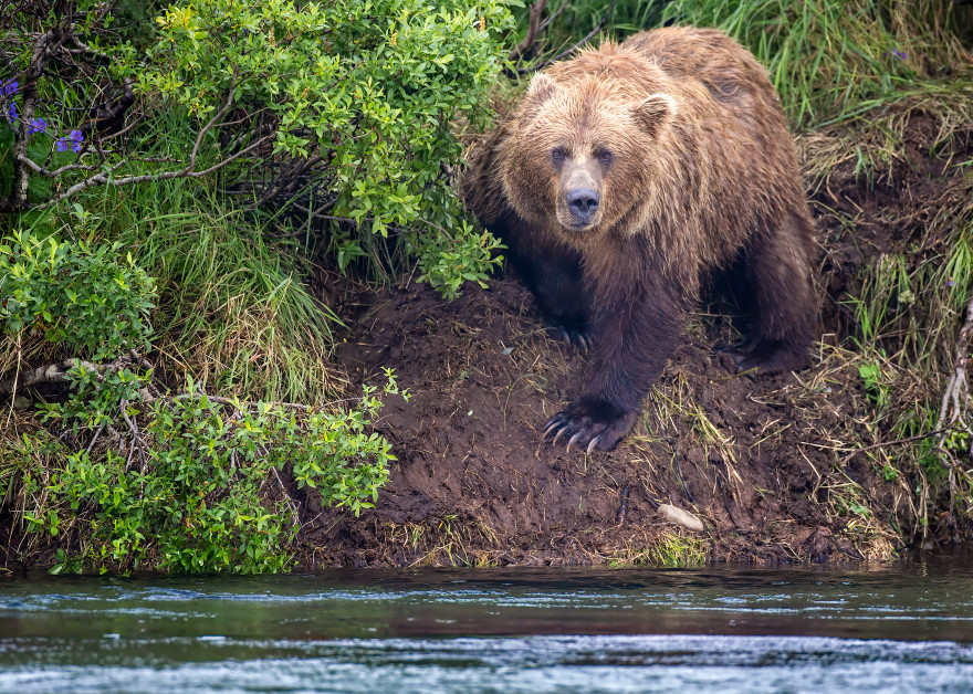 Brown bear viewing me from the river