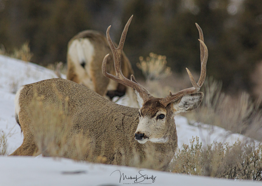 Muley Monster Stag Photography Art | dynamicearthphotos