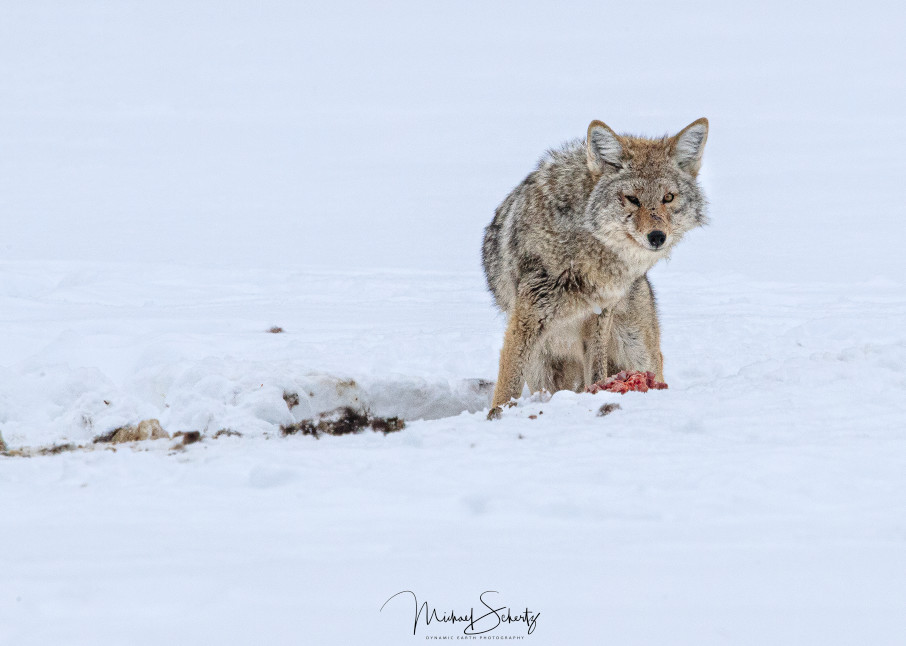 A Battle Worn Coyote  Photography Art | dynamicearthphotos