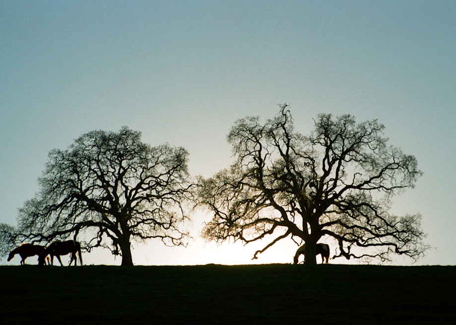 Trees with Horses