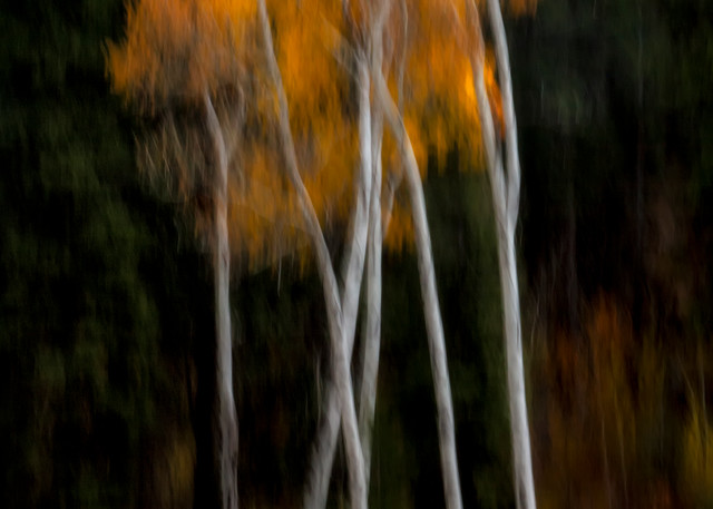 Tree Spirits 6 2 Photography Art | TheSpiritographer