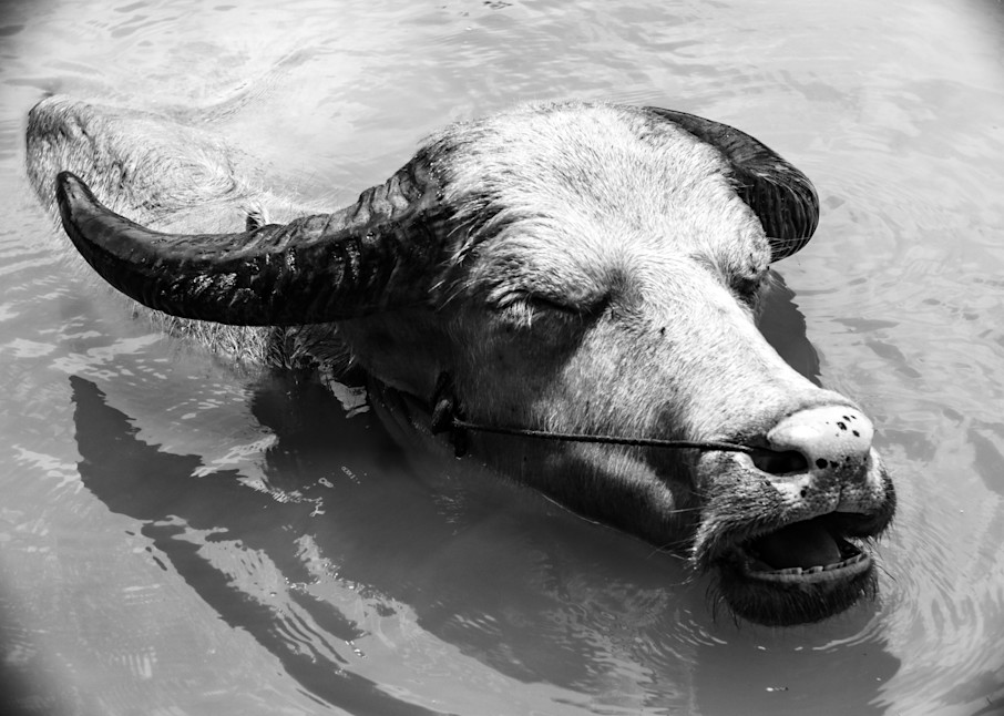 Water Buffalo #1 Inle Lake, Myanmar Photography Art | Photography's Dead