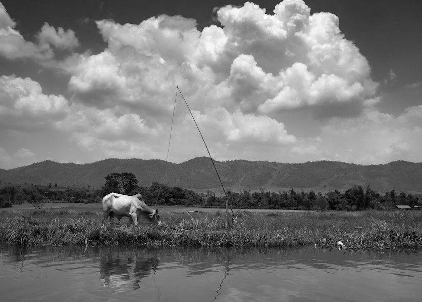 Water Buffalo #2 Inle Lake, Myanmar Photography Art | Photography's Dead