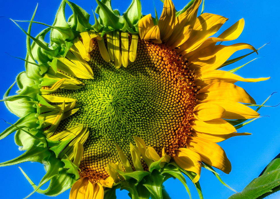 Sunflower Series 01 Art | Mark Steele Photography Inc