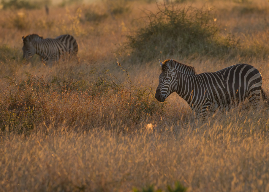 Zebras at sunrise