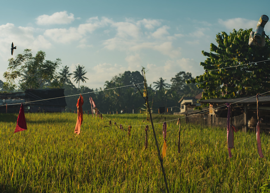 Rice Paddy #2, Ubud, Bali Photography Art | Photography's Dead