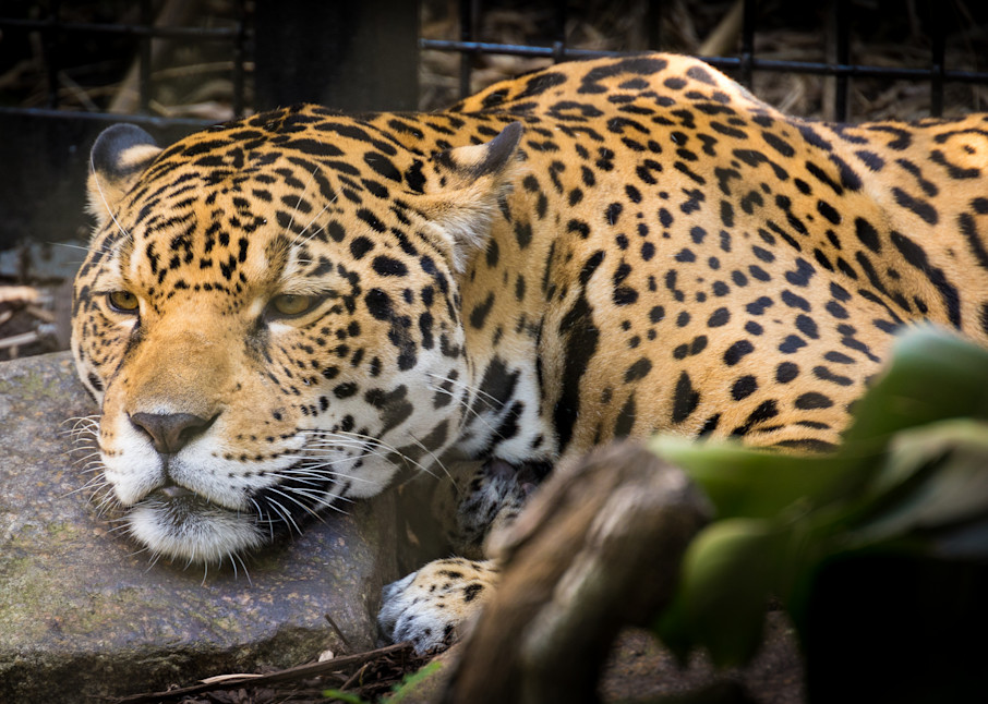 Audubon zoo Jaguar relaxing in New Orleans | Eugene L Brill
 