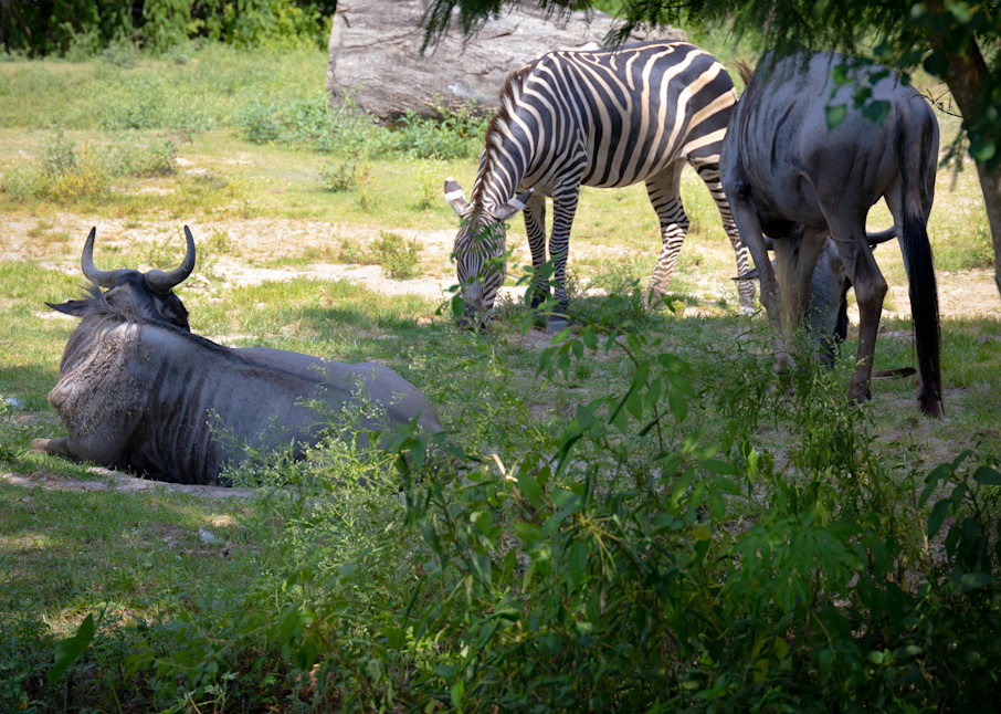 Audubon Zoo in New Orleans Zebra and Wildebeest | Eugene L Brill