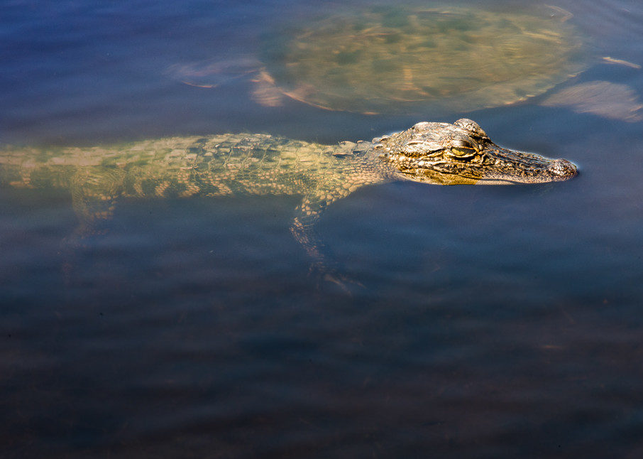 Fontainebleau State Park Alligator and Snapping Turtle | Eugene L Brill