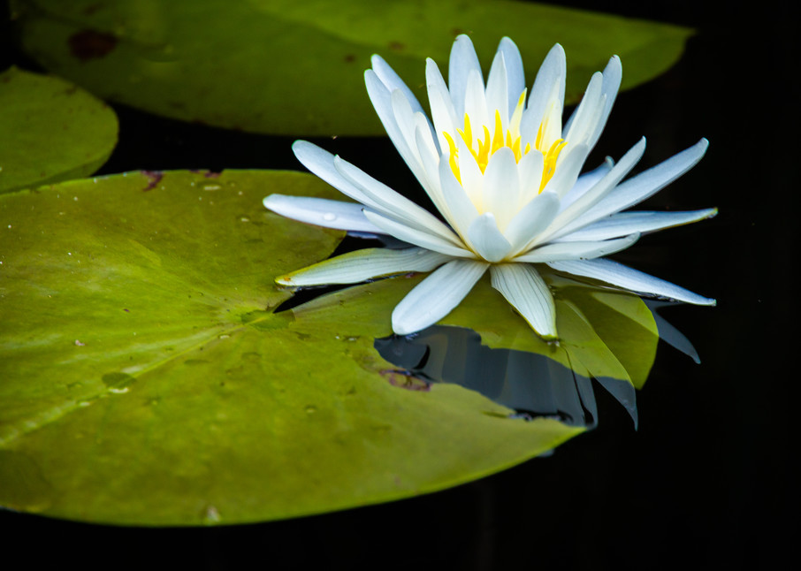 Fontainebleau State Park White Water Lily | Eugene L Brill