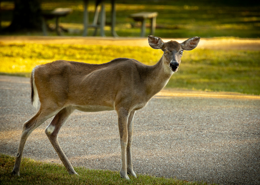 Fontainebleau State Park Wild Deer | Eugene L Brill