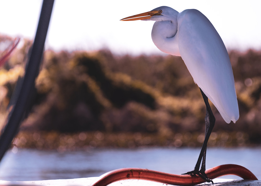 Fishing boats in Louisiana: Great White Egret | Eugene L Brill