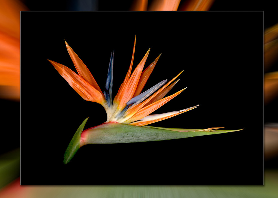Bird Of Paradise H 3 D Photography Art | Whispering Impressions
