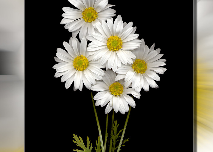 Đồng cỏ hoa Daisy trắng tinh tươm luôn là một trong những chủ đề được yêu thích nhất trong nghệ thuật ảnh 3D. Với những bức ảnh chất lượng cao và vẻ đẹp tự nhiên, bạn chắc chắn sẽ không thể bỏ qua loạt ảnh này.