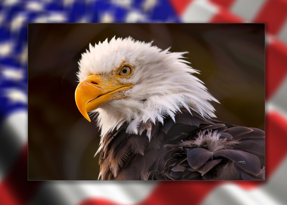 Eagle 3D Photography Art | Whispering Impressions