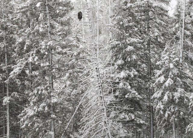 Bald Eagle In Tree  Photography Art | Aqua Clara Photography