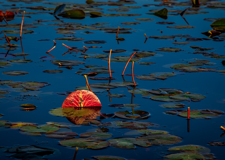Lilies in the morning - Louisiana photography prints