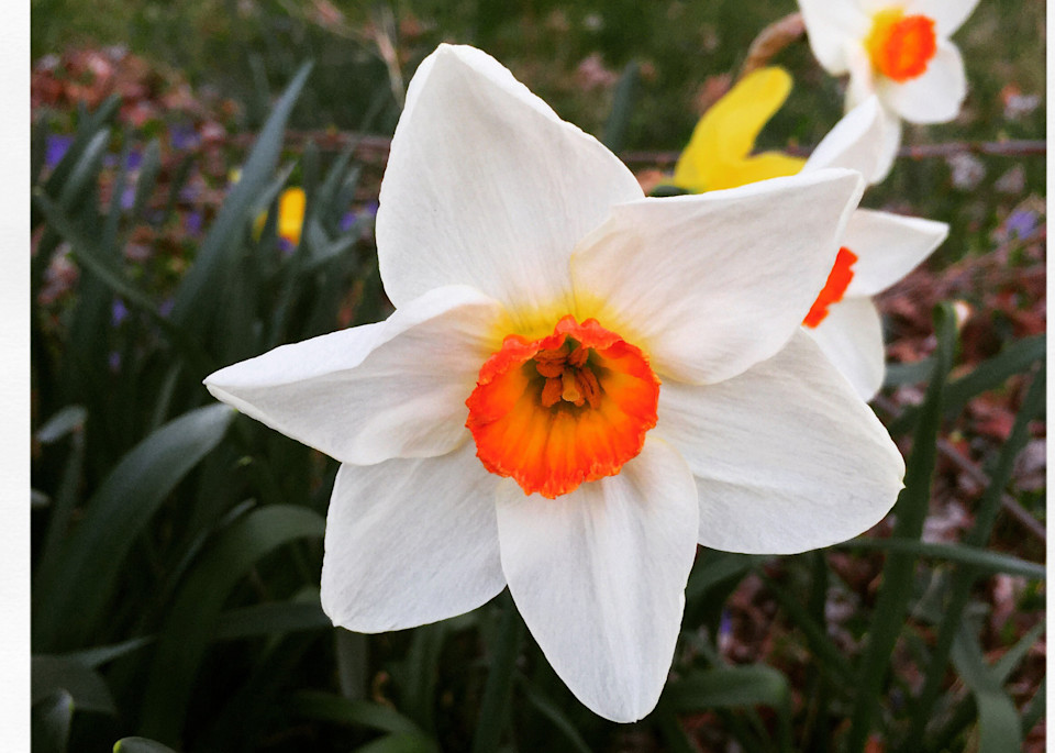 Spring Narcissus Instagram 2 Print 