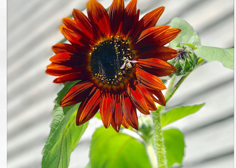 Bees On Sunflower 4 Art | DBA George Delany Art