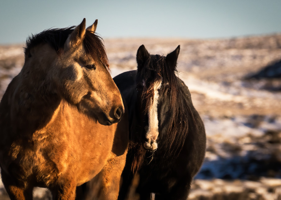 A pair of the McCullough Peak mares at sundown