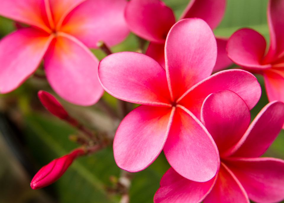 Pretty Hot Pink Plumeria Vivid Hawaii
