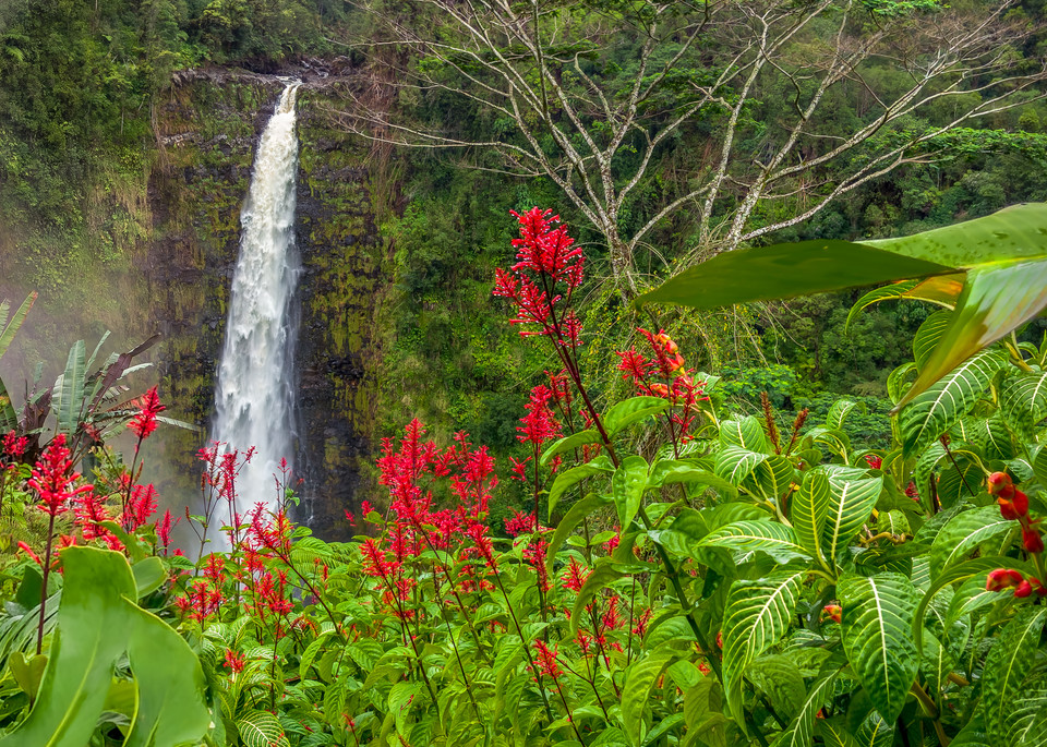 Akaka In Red Photography Art | Bird In Paradise