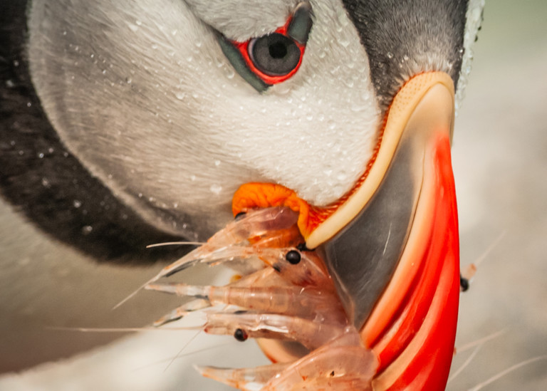Hungry Puffin Photography Art | Monteux Gallery