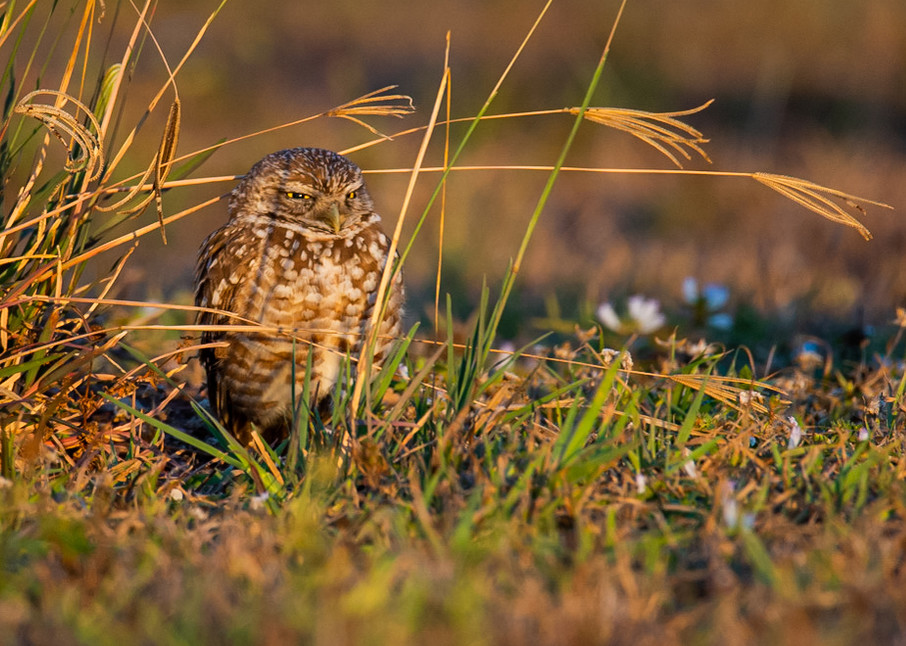 Burrowing Owl Photography Art | Monteux Gallery