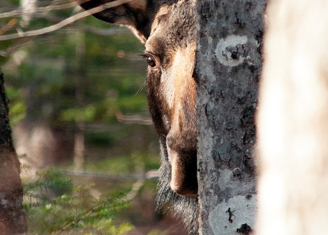 Peek A Boo Moose Pt.2 Photography Art | Monteux Gallery