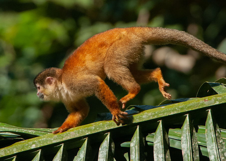 Squirrel Monkey Photography Art | Monteux Gallery