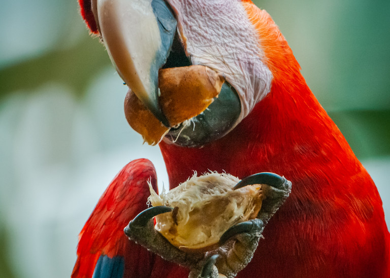 Scarlet Macaw Photography Art | Monteux Gallery